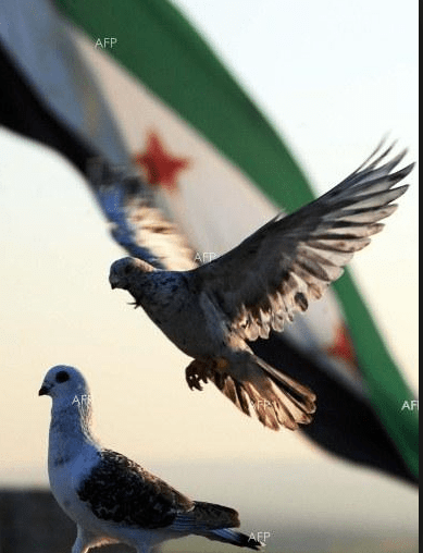 Screen Shot 2017-08-13 at 11.55.45 AM.png